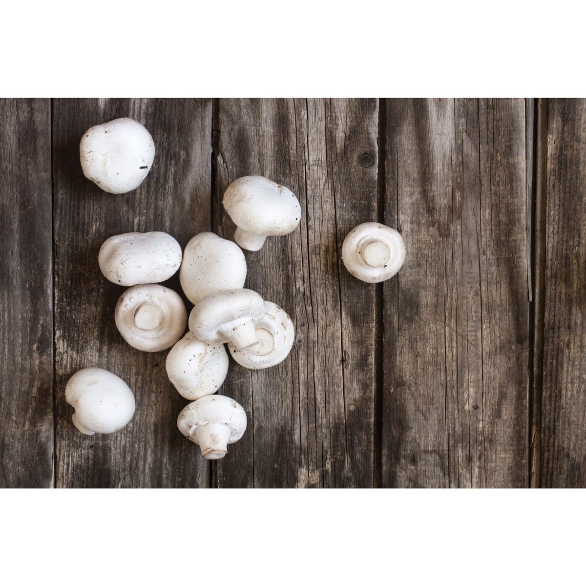 Brush vegetable Mushroom HIC 4144